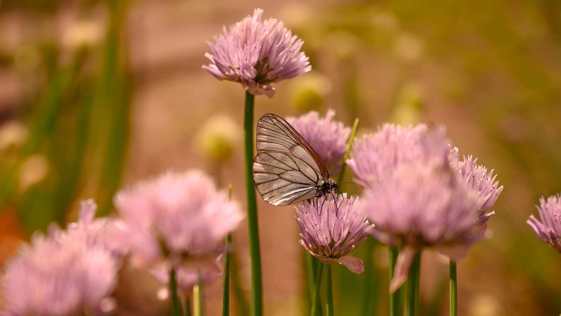 Simpleko_Cabbage butterfly_EPI Herobild 1920x1080.jpg